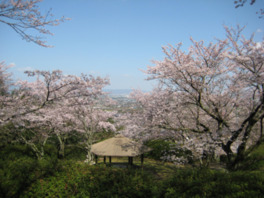 桜と共に景色を楽しむことができる