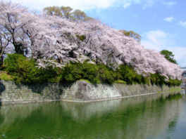 お堀の水面に映る満開の桜が見事