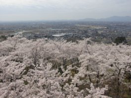 咲き誇る桜の向こうに三条市街が広がる