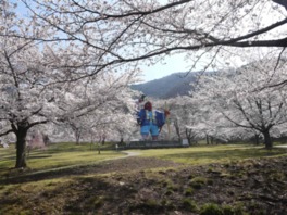 見晴らしの良い景観と共に満開の桜が楽しめる