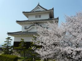 丸亀城と共に咲き誇る桜