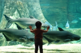子供の大きさほどもある世界最大級の淡水魚、メコンオオナマズ