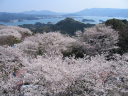満開の桜が美しい景色に彩りを添える