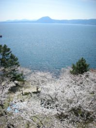 眼下に望む別府湾と桜のコントラストは写真に収めても美しい