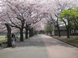 春の桜シーズンには花見の楽しむ人でにぎわう