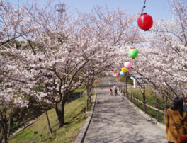 春のうららかな陽気の中で桜を観賞