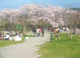 春は満開の桜の下で家族や友人と花見を楽しめる