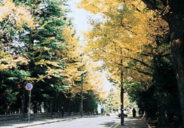 公園の北側に伸びるイチョウ並木は秋になると通りを美しい金色に染める