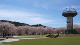 象徴的な展望台と桜のコラボレーション