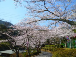 約500本の桜が咲き誇る