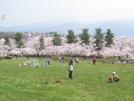 春は芝生広場の周囲には桜が咲き、市民の憩いの場に