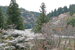 堀切峠から折生迫の沿道に咲き誇る山桜