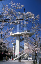 春にはタワー周辺の桜も美しい