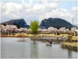 春には池周辺の桜が満開となり、美しい景観が広がる