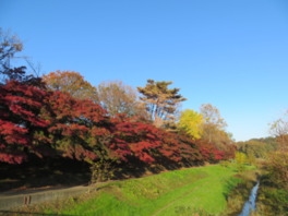 秋には紅葉が色づき野川沿いを彩る