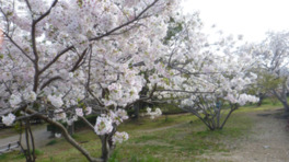 園内の桜は3月下旬に見頃を迎える