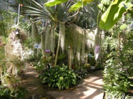熱帯資源植物温室にはバナナやカカオなどが植生されている
