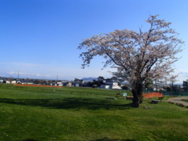 春には桜と函館山の眺めが美しい