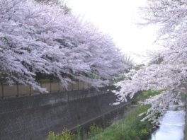 桜の季節は花見客でにぎわう