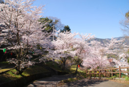 満開の桜が園内を彩る