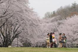 桜に囲まれてのんびり散歩を楽しめる