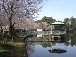 桜の名所でもある大宮公園