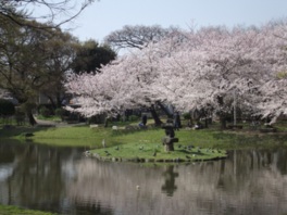 園内にはソメイヨシノなどが植えられた桜広場がある
