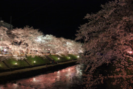 ライトアップされた桜と反射する水面が幻想的