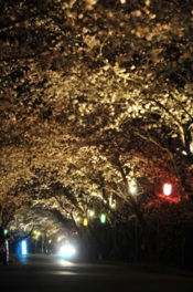 桜の名所として有名な岩脇公園
