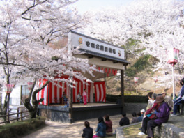 安来公園演舞場を囲うように咲くソメイヨシノ