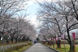 両脇に桜の木が並ぶ散歩道