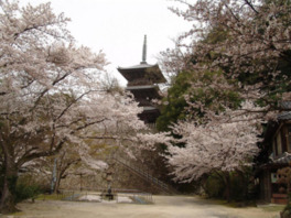 三重塔の下に咲き乱れる桜が美しい