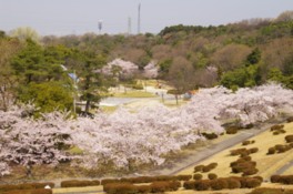 春には桜を眺めながらの散策も楽しめる