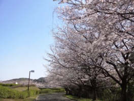 桜ロードサイクリングを楽しもう