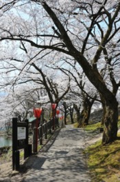 河畔の桜咲く遊歩道、昼・夜楽しめる
