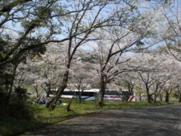 道沿いに続く桜並木