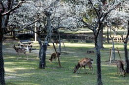 奈良公園のシカも梅林に集まる