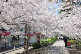 大劇場までの道のりが桜で彩られる