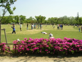 ツツジの咲く芝生広場