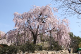 園内にあるシダレザクラは枝張り12mにもなり、見頃の時期には花見客を魅了する