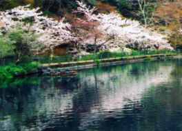 水面に映る満開の桜に風情が感じられる