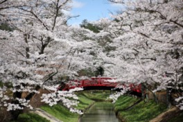 アーチ型に咲き誇る翠ヶ丘公園の桜
