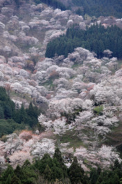 春になると吉野山が桜色に染まり花見客でにぎわう