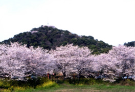 桜のトンネルは外から眺めても美しく見える