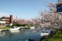 風情あるお濠や水面の桜を遊覧船から眺めることができる
