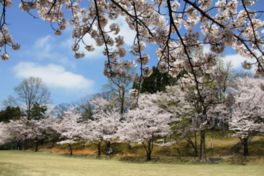 広大な自然と共に美しい桜が楽しめる