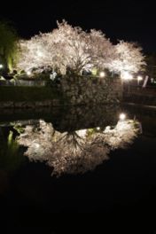 水面に映る夜桜が美しい