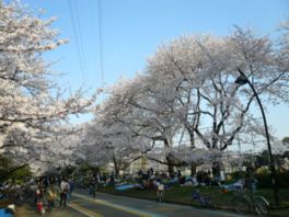 スポーツとともに、美しく咲いた桜を楽しめる