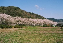 奈半利地区一帯を彩る桜並木