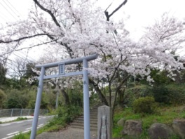 鳥居に覆いかぶさるほどの桜が見事